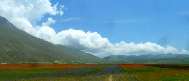 Le Coenonympha dell''Italia centrale